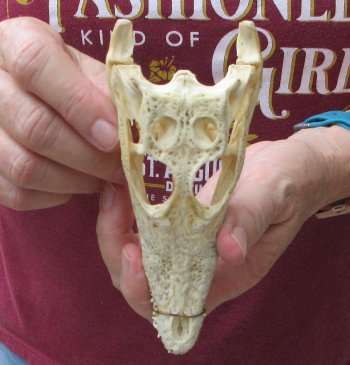 5-3/4 inches Authentic Nile Crocodile Skull (Cites #P000045227) - $49