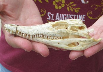 5-3/4 inches Authentic Nile Crocodile Skull (Cites #P000045227) - $49