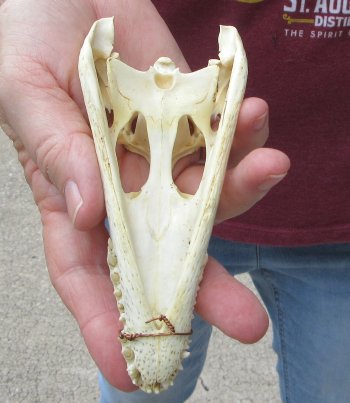 5-3/4 inches Authentic Nile Crocodile Skull (Cites #P000045227) - $49