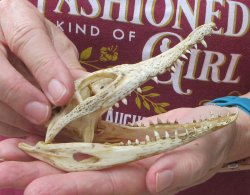 5 inches Authentic Nile Crocodile Skull (Cites #P000045227) - $49