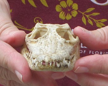 5 inches Authentic Nile Crocodile Skull (Cites #P000045227) - $49