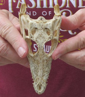 5 inches Authentic Nile Crocodile Skull (Cites #P000045227) - $49