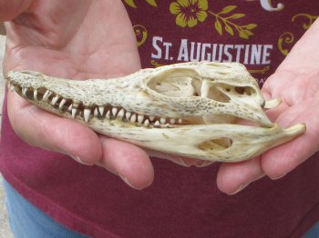 5 inches Authentic Nile Crocodile Skull (Cites #P000045227) - $49