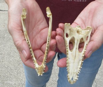 5 inches Authentic Nile Crocodile Skull (Cites #P000045227) - $49