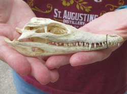 5-1/4 inches Authentic Nile Crocodile Skull (Cites #P000045227) - $49