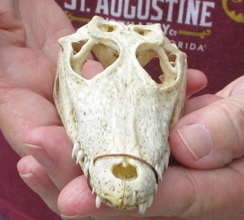 5-1/4 inches Authentic Nile Crocodile Skull (Cites #P000045227) - $49