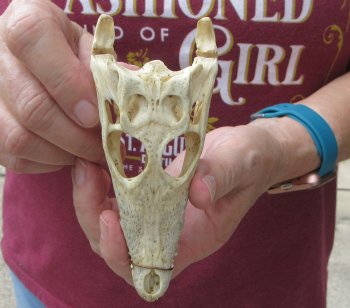 5-1/4 inches Authentic Nile Crocodile Skull (Cites #P000045227) - $49