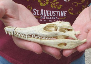 5-1/4 inches Authentic Nile Crocodile Skull (Cites #P000045227) - $49