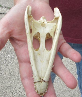 5-1/4 inches Authentic Nile Crocodile Skull (Cites #P000045227) - $49