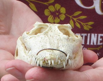 5-1/4 inches Authentic Nile Crocodile Skull (Cites #P000045227) - $49