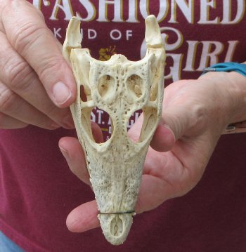 5-1/4 inches Authentic Nile Crocodile Skull (Cites #P000045227) - $49