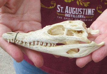 5-1/4 inches Authentic Nile Crocodile Skull (Cites #P000045227) - $49