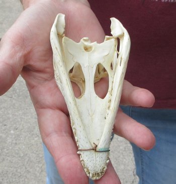5-1/4 inches Authentic Nile Crocodile Skull (Cites #P000045227) - $49