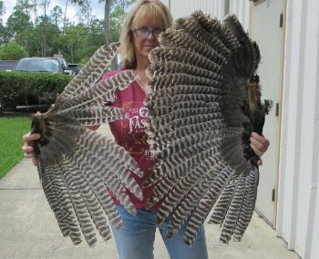 Buy this 2 pc lot of B-Grade North American Turkey wings, Turkey feathers 31 and 25 inches long $25/lot 