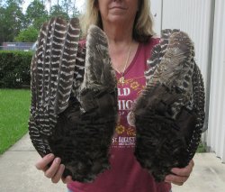 Buy this 2 pc lot of folded North American Turkey wings, Turkey feathers 16 and 17 inches long $25/lot 
