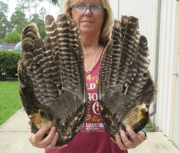 Buy this 2 pc lot of folded North American Turkey wings, Turkey feathers 16 and 17 inches long $25/lot 