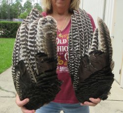 Buy this 2 pc lot of folded North American Turkey wings, Turkey feathers 18 inches long $25/lot 