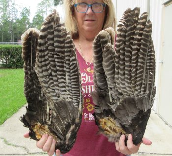 Buy this 2 pc lot of folded North American Turkey wings, Turkey feathers 18 inches long $25/lot 