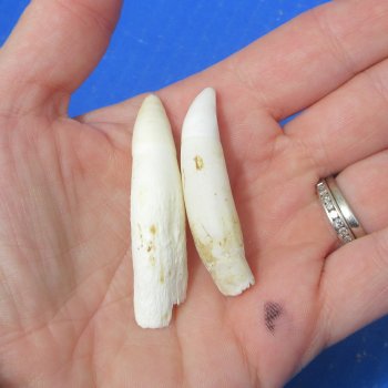 Two piece Alligator teeth 2" to 2-1/4"