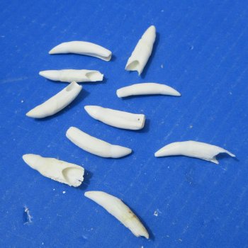 Ten piece Alligator teeth 1-1/4" to 2"