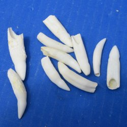 Ten piece Alligator...