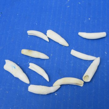 Ten piece Alligator teeth 1-1/4" to 2"