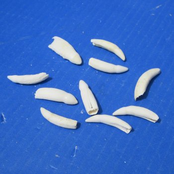 Ten piece Alligator teeth 1-1/4" to 2"