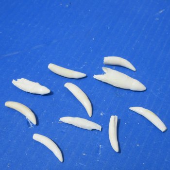 Ten piece Alligator teeth 1-1/4" to 2"