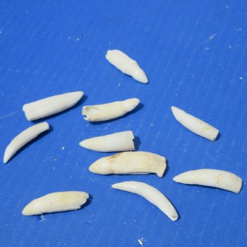 Ten piece Alligator teeth 1-1/4" to 2"