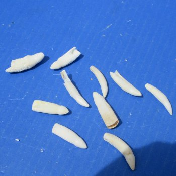 Ten piece Alligator teeth 1-1/4" to 2"