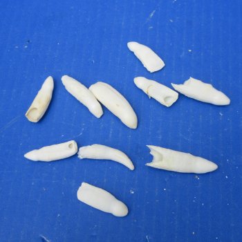 Ten piece Alligator teeth 1-1/4" to 2"