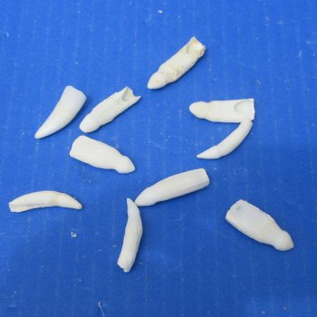 Ten piece Alligator teeth 1" to 1-1/4"