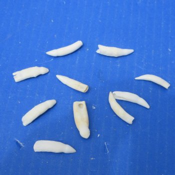 Ten piece Alligator teeth 1" to 1-1/4"