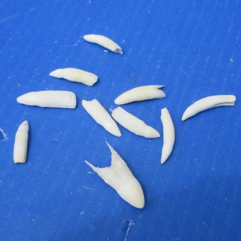 Ten piece Alligator teeth 1" to 1-1/4"