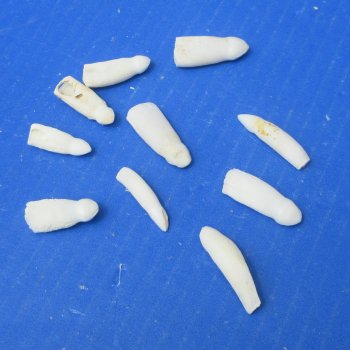 Ten piece Alligator teeth 1" to 1-1/4"