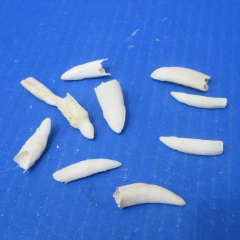 Ten piece Alligator teeth 1" to 1-1/4"