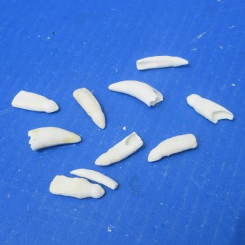 Ten piece Alligator teeth 1" to 1-1/4"