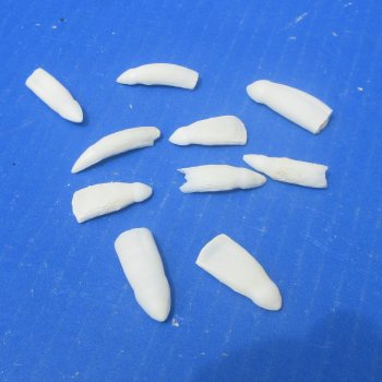 Ten piece Alligator teeth 1" to 1-1/4"