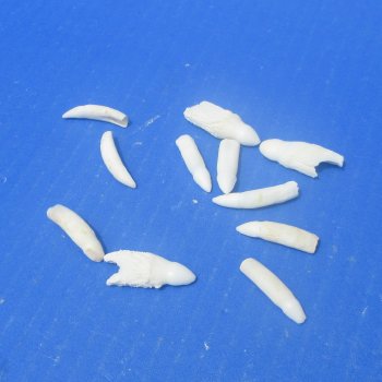 Ten piece Alligator teeth 1" to 1-1/4"