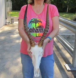12" Male Blesbok Skull with 16" Horns 