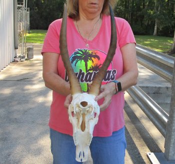 12" Male Blesbok Skull with 16" Horns 