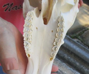 12" Male Blesbok Skull with 16" Horns 