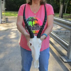 12" Female Blesbok Skull with 13" Horns 