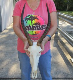 12" Female Blesbok Skull with 14" Horns 
