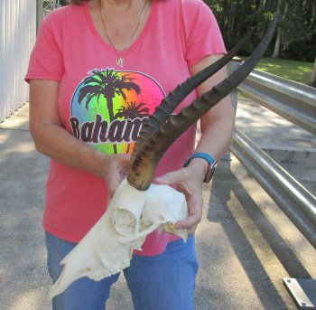 12" Female Blesbok Skull with 14" Horns 