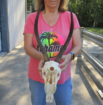 12" Female Blesbok Skull with 14" Horns 