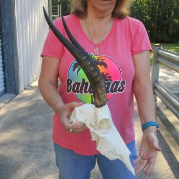 12" Female Blesbok Skull with 14" Horns 
