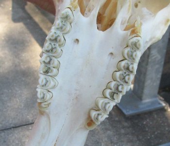 12" Female Blesbok Skull with 14" Horns 