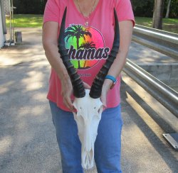 12" Male Blesbok Skull with 14" Horns 