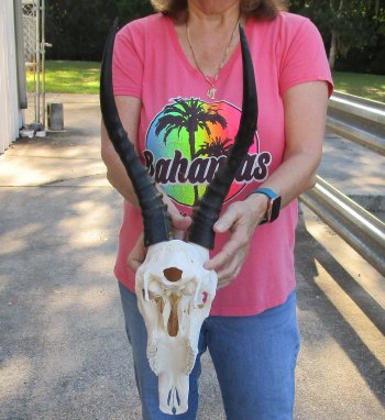 12" Male Blesbok Skull with 14" Horns 